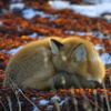 secretofthefox: ([fiere] sleep time)