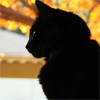 absentconstellation: (handsome kitten)
