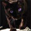 absentconstellation: (stalking prey)