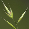 gramina: Photo of a stalk of grass; Gramina references the graminae, the grasses (Default)