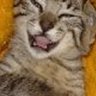 tigrkittn: (Default)
