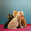 revolutions: Three kittens sitting together. (itty bitty kitty committee)