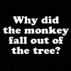 highlyeccentric: Why did the monkey fall out of the tree? Because it was dead. Don't laugh, it happens. (Why did the monkey fall out of the tree)