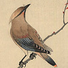 guiltyred: (bird - waxwing)