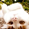 samjohnsson: No, all of *you* are upside down (Random Cat Inverted)