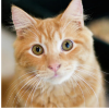 bashfulshifter: ((cat) attentive)