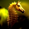 lanalucy: (seahorse)