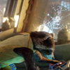 rocketeer: <user name="easystreet"> (pic#8606153)