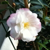 lauredhel: camellia flower (camellia)