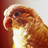 tree: close up of a bird ([else] a symbol and)