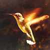 ce_jour_la: (Animals || Hummingbird)
