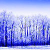 havocthecat: icy winter trees (seasons winter trees)