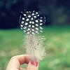 lucida: (dandelion dust)