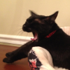 untonuggan: Chance (black cat) with his arms sticking out of a cat bed, yawning widely (cat chance yawning icon)