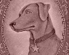 nightdog_barks: (Star Dog)