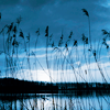 subjunctive: (blue reeds)