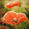 kore: (poppies)