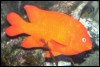 tim: A bright orange fish. (fish)