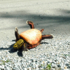 yourdeer: (dead turtle)