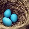 wintercreek: Three robin's eggs in a nest. ([misc] possibilities beyond numbering)