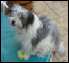 mec: Photo of Fluff (Default)