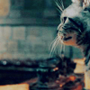 dueltastic: Image: McGonagall's cat form. (you're a kitty!)