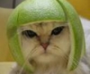 dee_burris: (cat with lime)