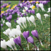 just_ann_now: (Seasonal: Spring: Crocus Patch)