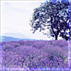 just_ann_now: (Flowers: Lavender fields)
