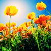 azurelunatic: California poppies, with a bright blue sky and the sun. (sunny)
