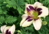 kul_breez: white and purp flower (pic#881009)