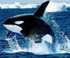 egils: (kasatka)