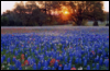 violetrose1922: (bluebonnets)