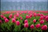 sadovodnoe: (тюльпаны)