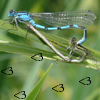 gavagai: Damselflies mating, with their bodies forming a <3 shape (<3)