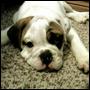 druidspell: Pete Wentz's dog Hemingway as a puppy. (Hemmy)