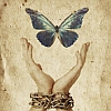 dostehseh: (Butterfly)