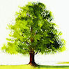 wren08: (Summer Tree)