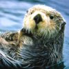zulu: (misc - otter)
