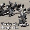 sunnymodffa: (All Pigeon. Except Loki.)