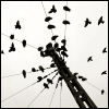 liseuse: (birds)
