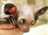 boggart: (lemur)