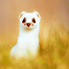 lou_salome: (weasel)