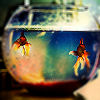 soulfulfishbowl: (Fish)
