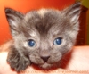 koshka_tmn: (лилец)