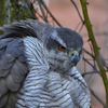 goshawk: a northern goshawk perches in a tree, feathers fluffed up (accipiter gentilis; goshawk)