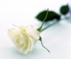 saunteringfiend: white rose on a white textured background (roses: white, white roses)