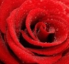 saunteringfiend: (red rose solo, roses: red)