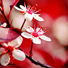 clockwork_girl: <user name="wrecklessly" site="livejournal.com"> (cherry blossoms)