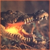 coffeetime: (crocodile)